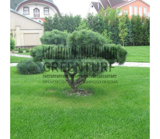 Устройство рулонного газона в частном доме - фото - 2